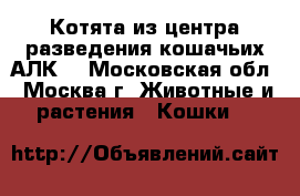 Котята из центра разведения кошачьих.АЛК. - Московская обл., Москва г. Животные и растения » Кошки   